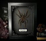 Black Tarantula