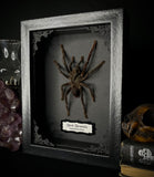 Black Tarantula
