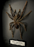 Black Tarantula