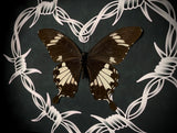 Black & White Helen Butterfly Barbwire Heart
