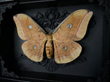 Wild Silk Moth
