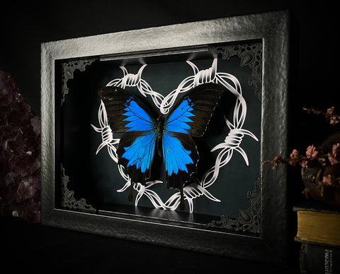 Ulysses Butterfly Barbwire Heart