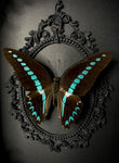 Blue Triangle Butterfly