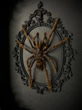 Black Tarantula