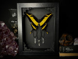 King Swallowtail w/ Crystals