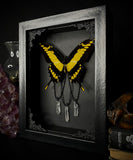 King Swallowtail w/ Crystals