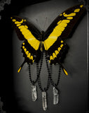 King Swallowtail w/ Crystals