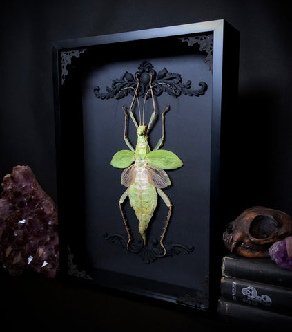 Taxidermy Grasshopper by Oddity Asylum