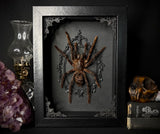 Cocoa Tarantula