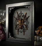 Cocoa Tarantula