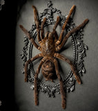 Cocoa Tarantula