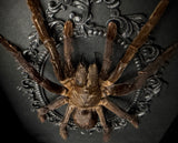 Cocoa Tarantula