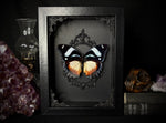 Madagascan Diadem Butterfly