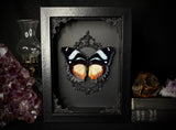 Madagascan Diadem Butterfly