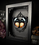 Madagascan Diadem Butterfly