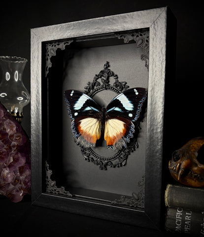 Madagascan Diadem Butterfly