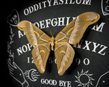 Eri Silk Moth Ouija