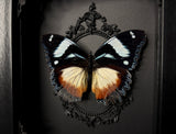 Madagascan Diadem Butterfly