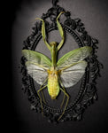 Green Mantis