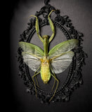 Green Mantis