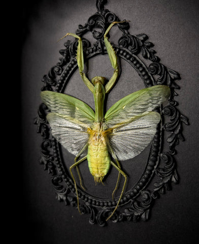 Green Mantis