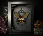 Mormon Swallowtail Butterfly