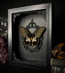 Mormon Swallowtail Butterfly
