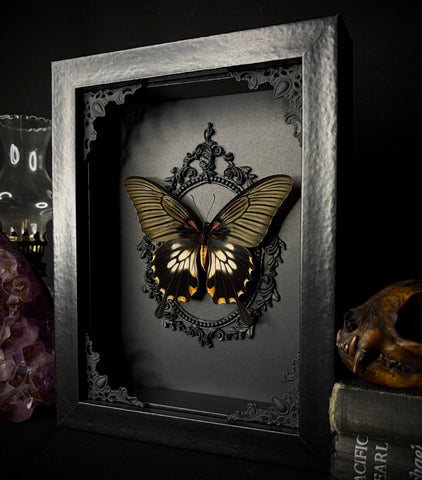 Mormon Swallowtail Butterfly