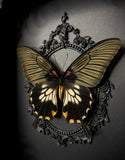 Mormon Swallowtail Butterfly