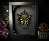 Tailed Jay butterfly