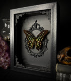 Tailed Jay butterfly