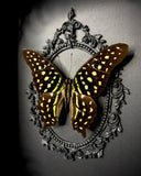 Tailed Jay butterfly