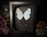 Mint Morpho Butterfly Crystals