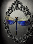 Great Blue Metal Damselfly