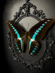 Blue Bottle Butterfly