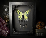 Blue Swallowtail Moth Crystals