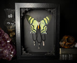 Blue Swallowtail Moth Crystals