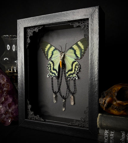 Blue Swallowtail Moth Crystals