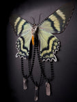 Blue Swallowtail Moth Crystals