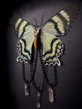 Blue Swallowtail Moth Crystals