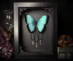 Common Morpho Butterfly Crystals