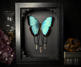 Common Morpho Butterfly Crystals