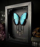 Common Morpho Butterfly Crystals