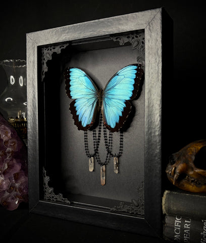 Common Morpho Butterfly Crystals