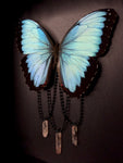 Common Morpho Butterfly Crystals