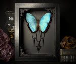 Common Morpho Butterfly