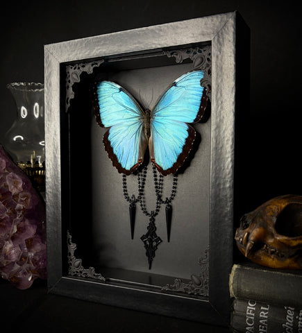 Common Morpho Butterfly