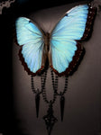 Common Morpho Butterfly