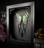 Blue Swallowtail Moth