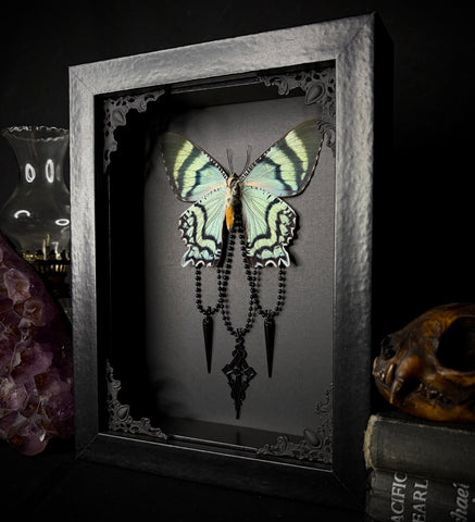 Blue Swallowtail Moth